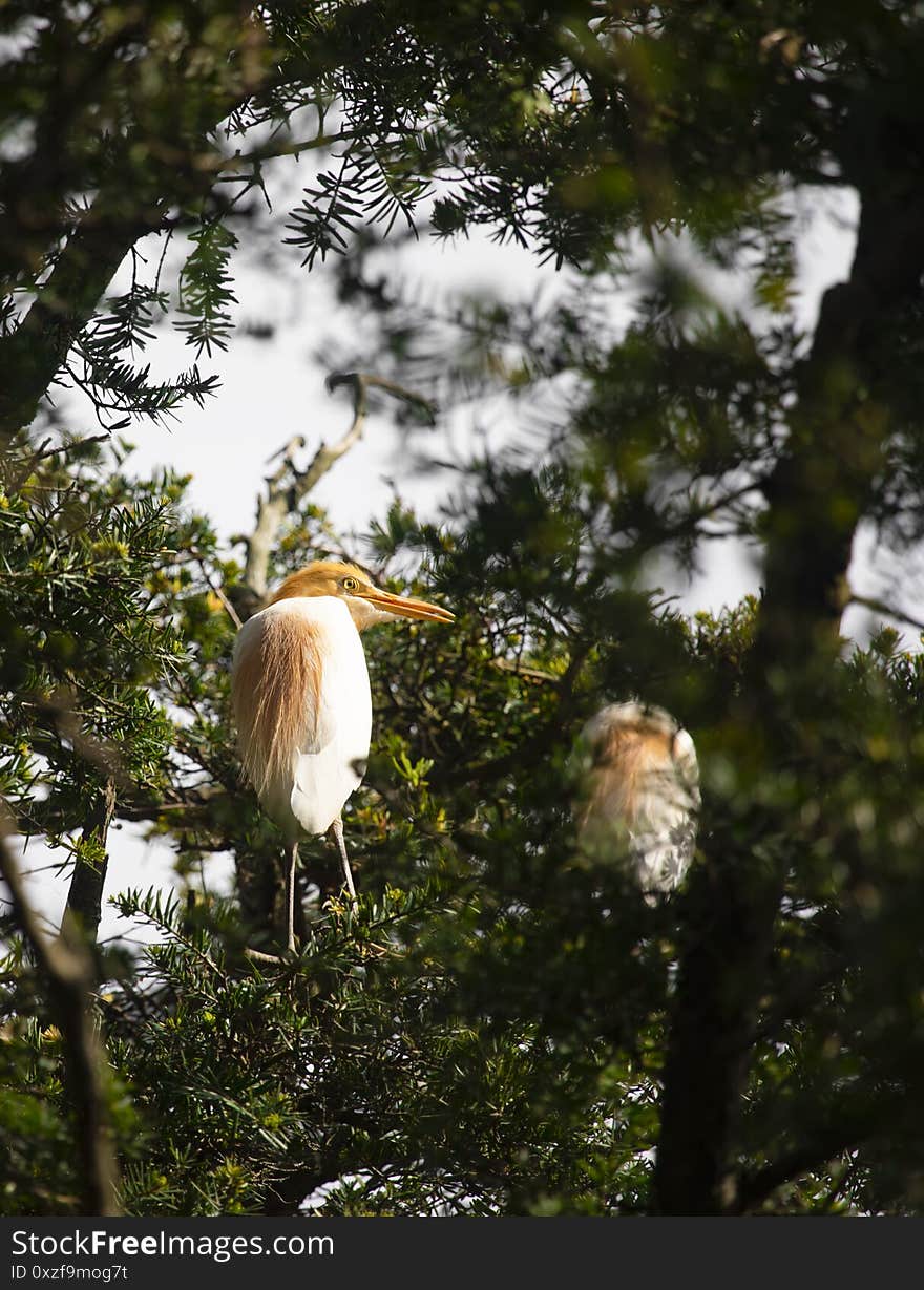 Egrets and forests