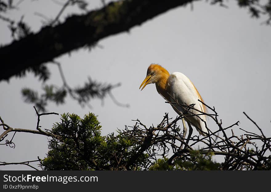 Egrets and forests