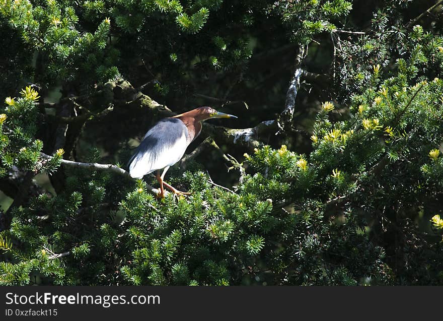 Egrets and forests