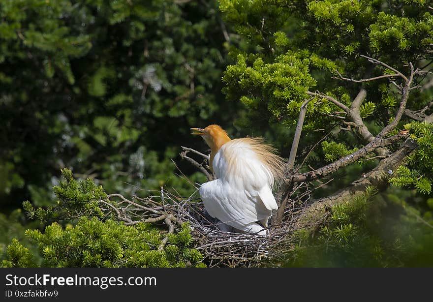 Egrets and forests