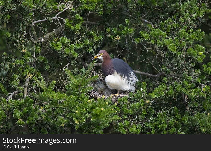 Egrets and forests