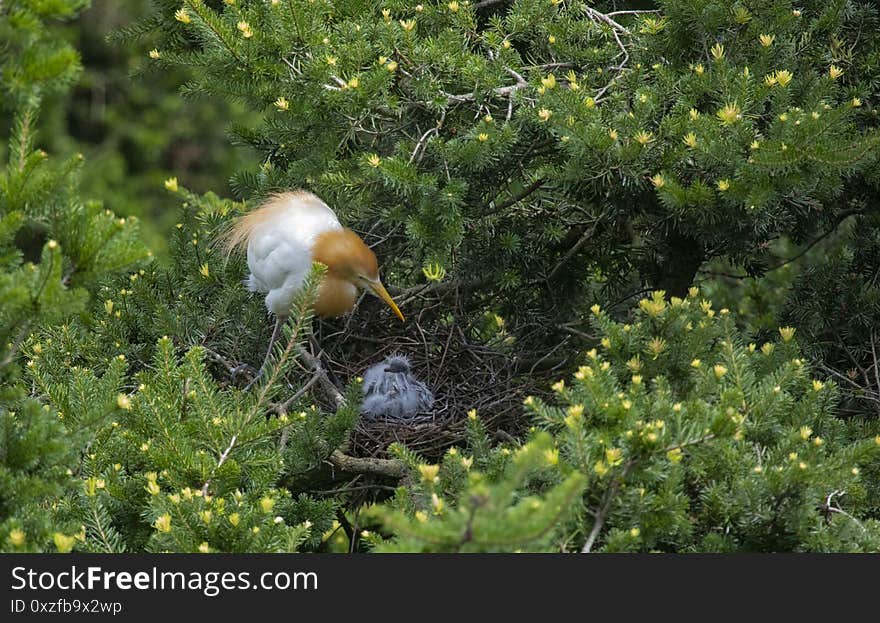 Egrets and forests