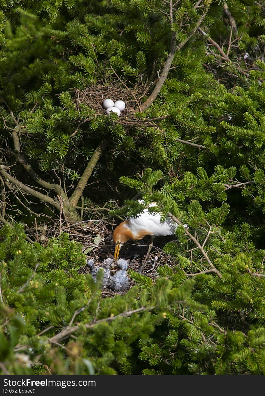 Egrets and forests