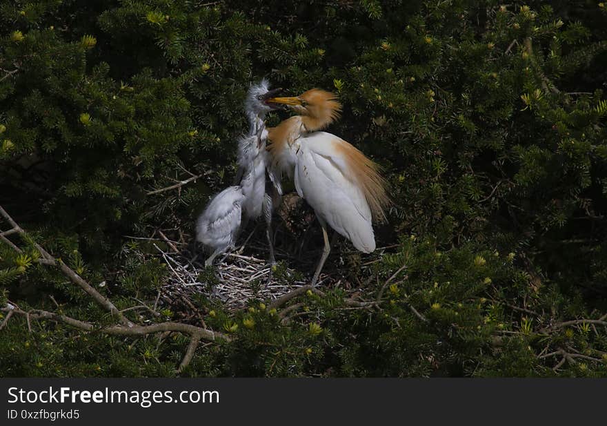 Egrets And Forests