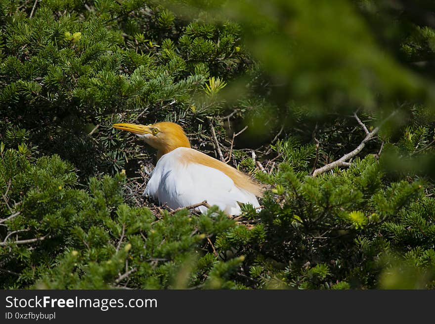 Egrets And Forests