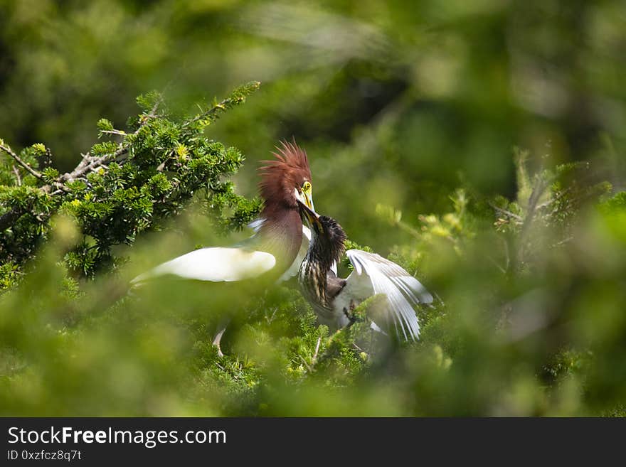 Egrets And Forests