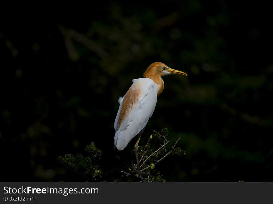 Egrets and forests