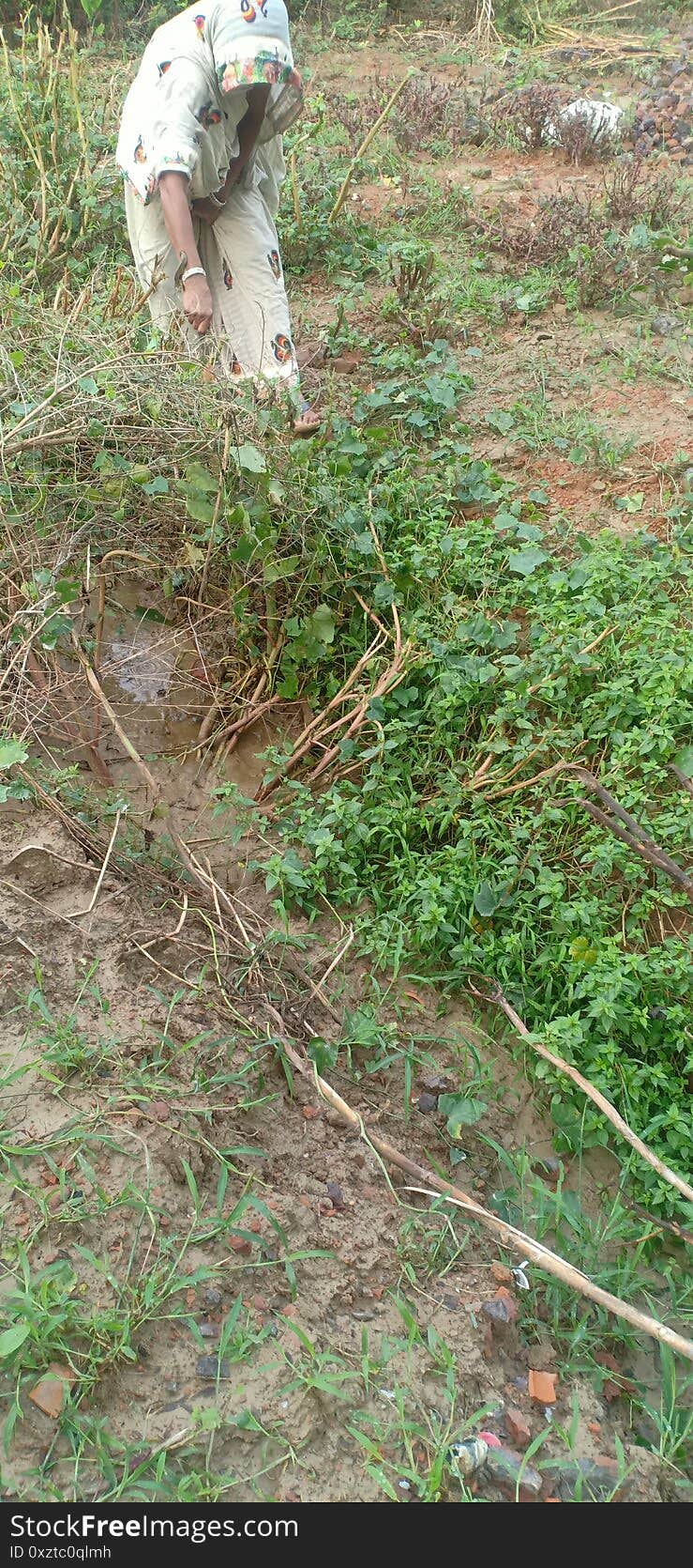 Russell viper snack in domestic bush in madhubani india