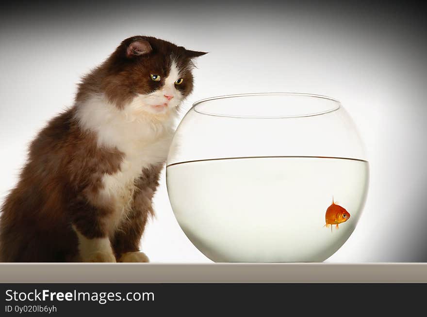 Cat sitting looking at goldfish in fishbowl side view