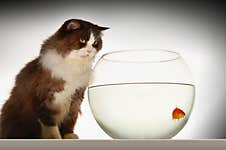 Cat Sitting Looking At Goldfish In Fishbowl Side View Royalty Free Stock Photo