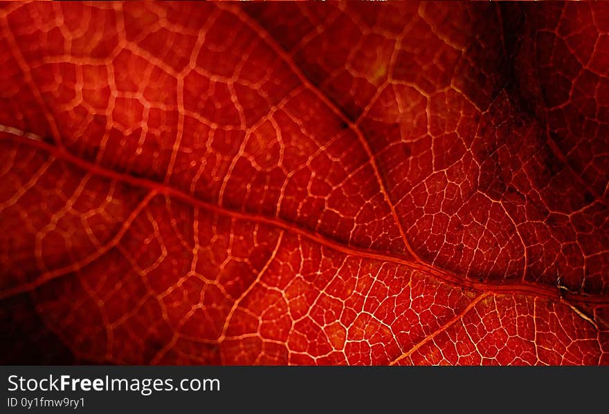 Red leaf- Leaf texture background. Nature, pattern