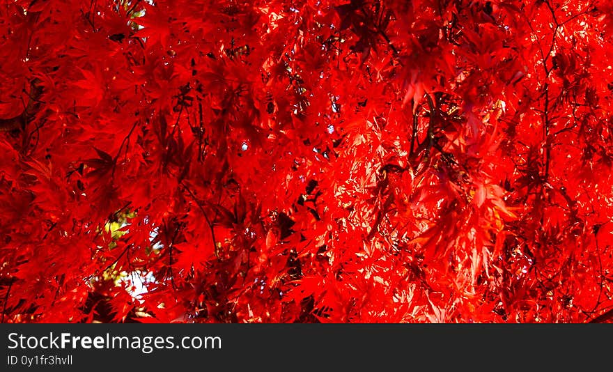 Red leaf- Leaf texture background. Nature, pattern
