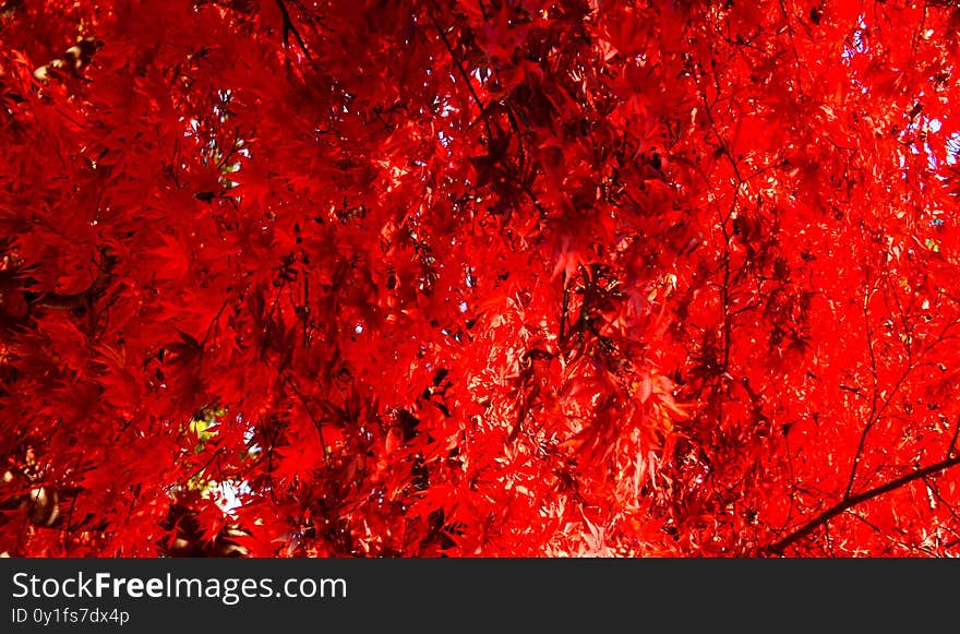 Red leaf- Leaf texture background. Nature, pattern