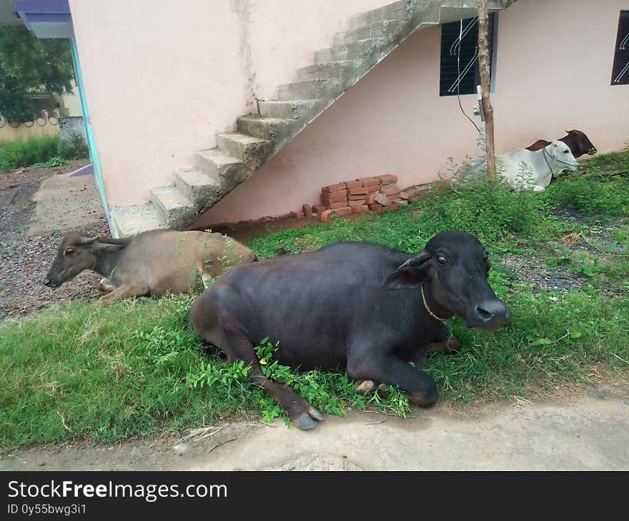 Indian  black Buffalo and cows