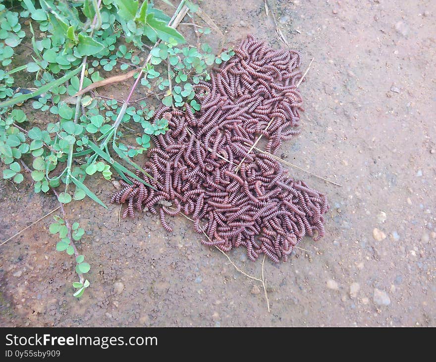 A pile of insect red colour