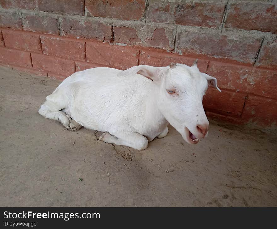 A picture of a goat in a village . 
The picture is of a domesticated animal in an Indian village. Whose mouth is open.