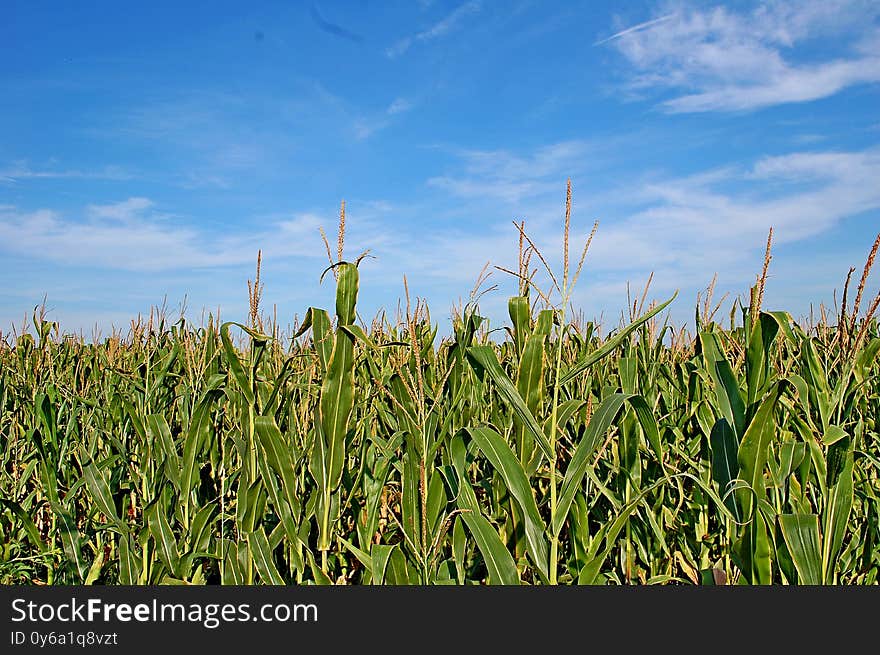 Color photography of green maize or corn field with blue sky in the background. Color photography of green maize or corn field with blue sky in the background