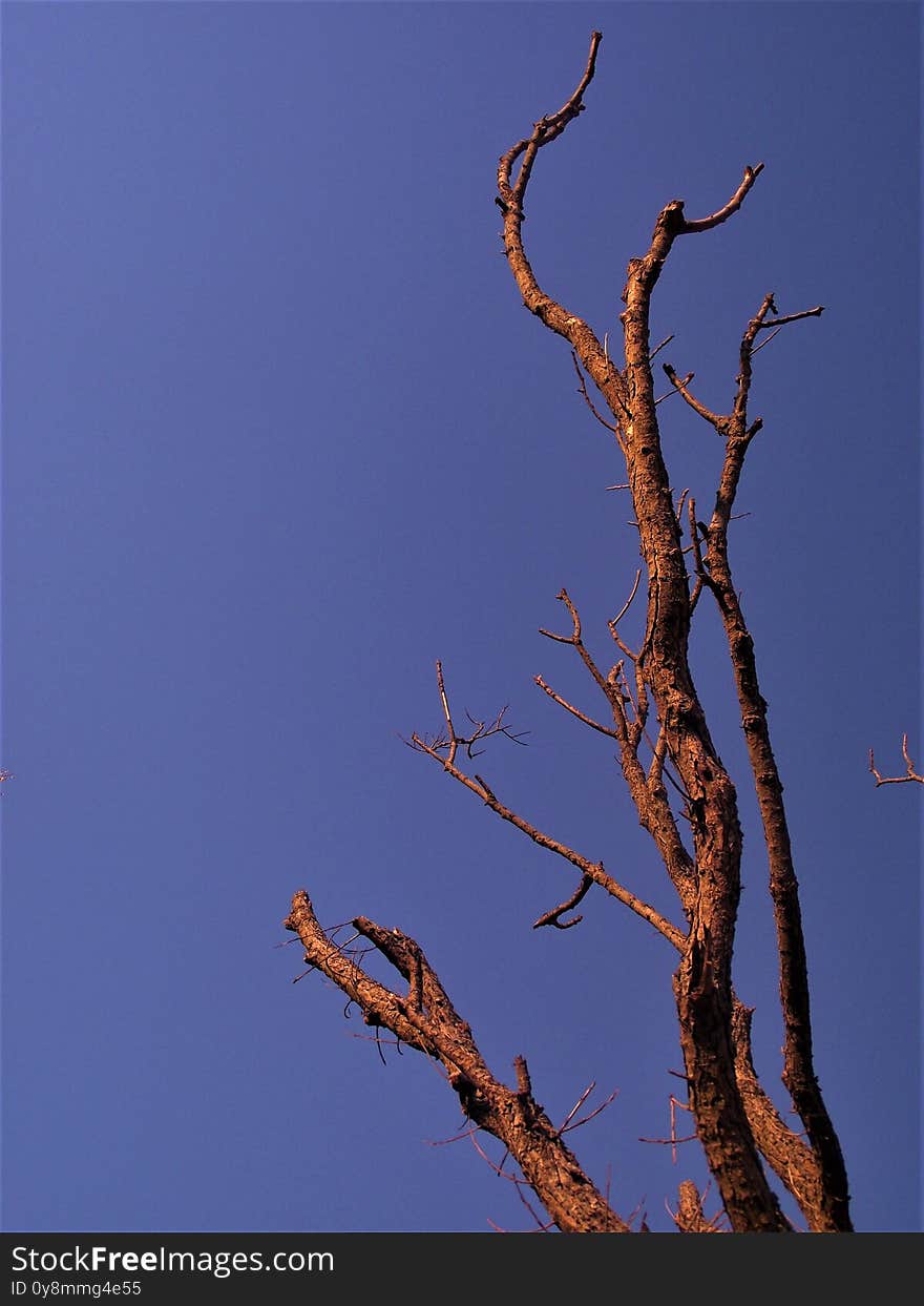 One tree without leafs. Blue sky. One tree without leafs. Blue sky.