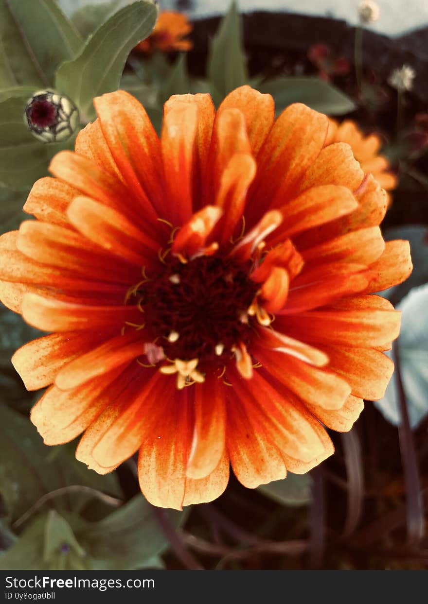 Big vibrant orange flower