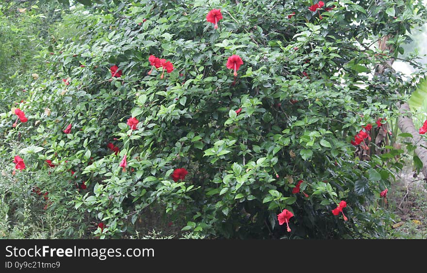 Hibiscus Plant  in the garden , this is captured by canon 1200 Din day light. Hibiscus Plant  in the garden , this is captured by canon 1200 Din day light