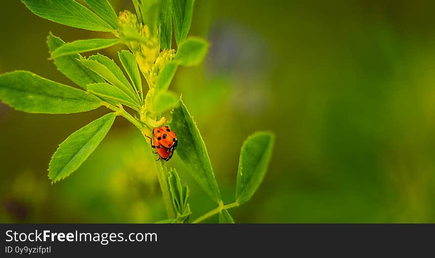 Seven-spotted Ladybug.