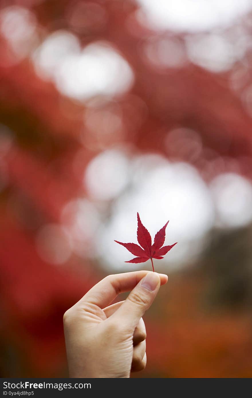 Red maple leaves in autumn season