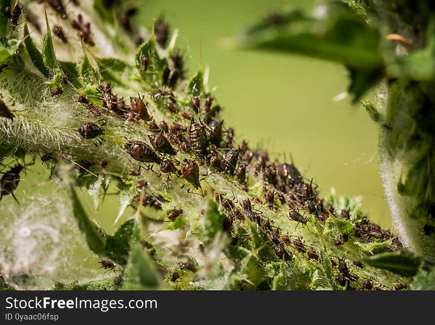 Extreme closeup of large aphid colony infesting plant leaves.