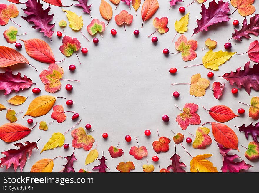 Fall circular background with various Autumn leaves, red, orange and yellow. Flat lay on white stone background, copy-space