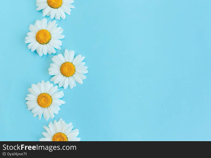 Beautiful white daisy flowers on a light blue background. Greeting card for summer days. Place for text. Close-up