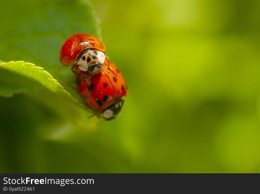 Two ladybirds mating on a leaf. Harmonia axyridis, most commonly known as the harlequin, multicolored Asian, or Asian ladybeetle. Horizontal image.