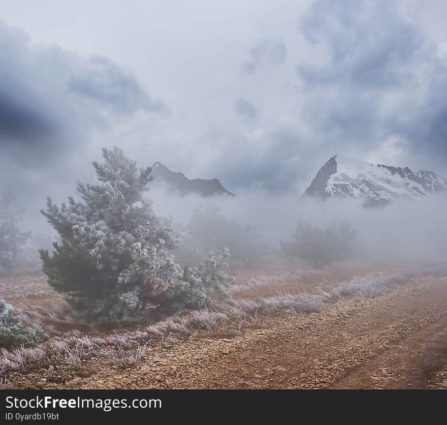 Mountain plateau with pine forest in a mist and dense clouds, outdoor travel background