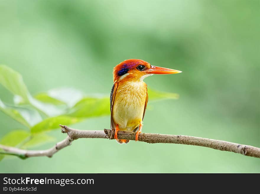 Black-backed Kingfisher, Ceyx erithacus, a little cute and tiny multicolor bird, bird of Thailand on clear and blur background.