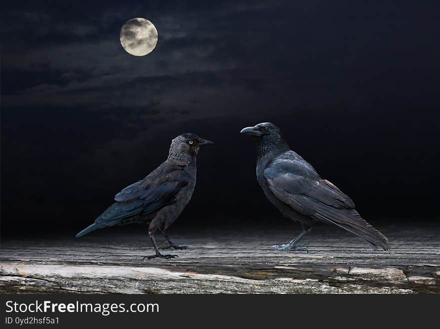 Two Black Raven Birds Perched On A Wooden Panel In The Moonshine