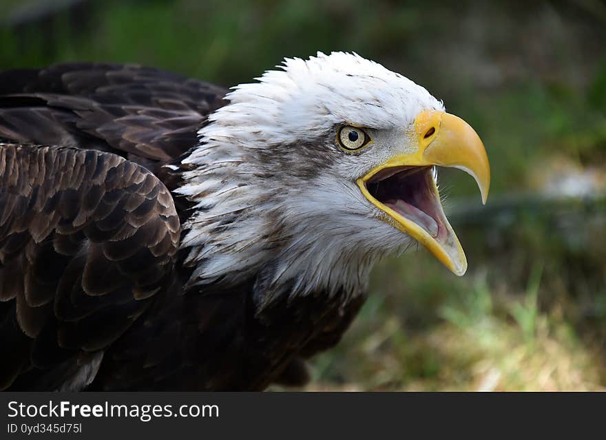 An majestic head of american bald eagle in a natural park in america. An majestic head of american bald eagle in a natural park in america