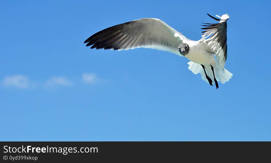 Seagul flying on the shoreline