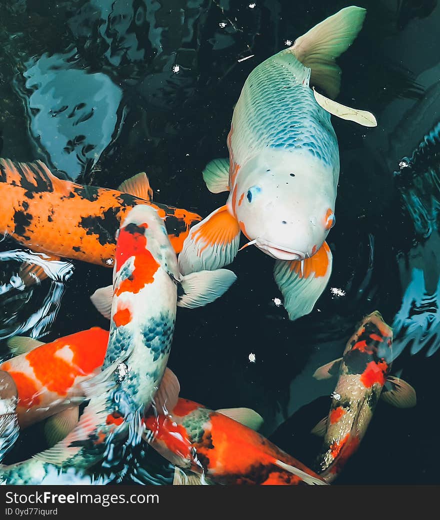 Portrait  Colorful Koi In Pond Garden