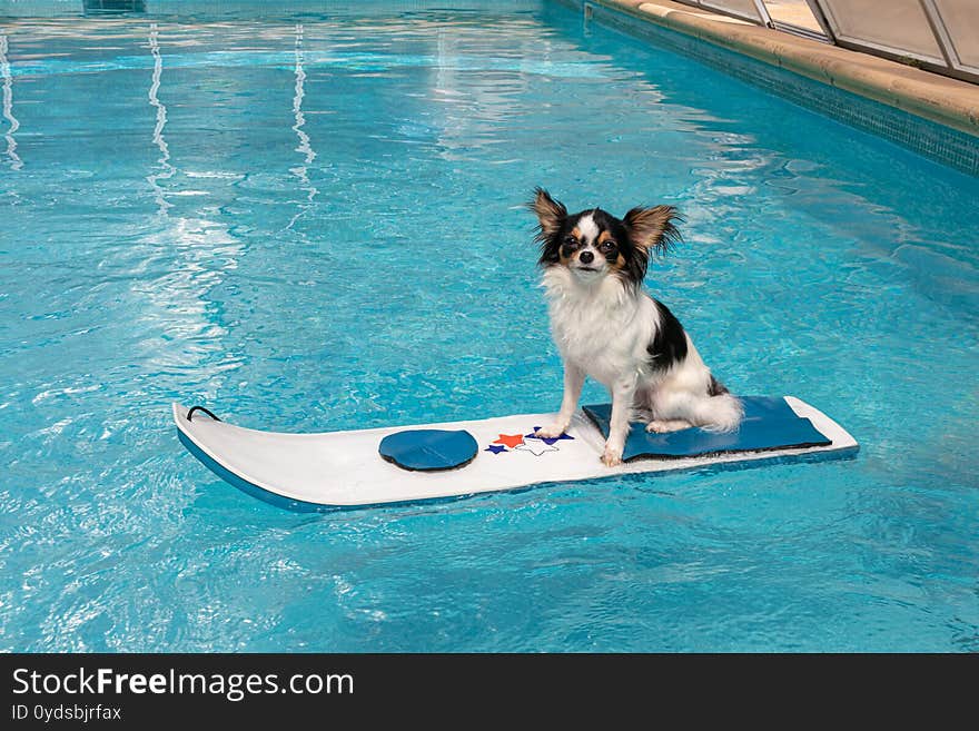 Chihuahua on a white board floating in a blue pool. Chihuahua on a white board floating in a blue pool