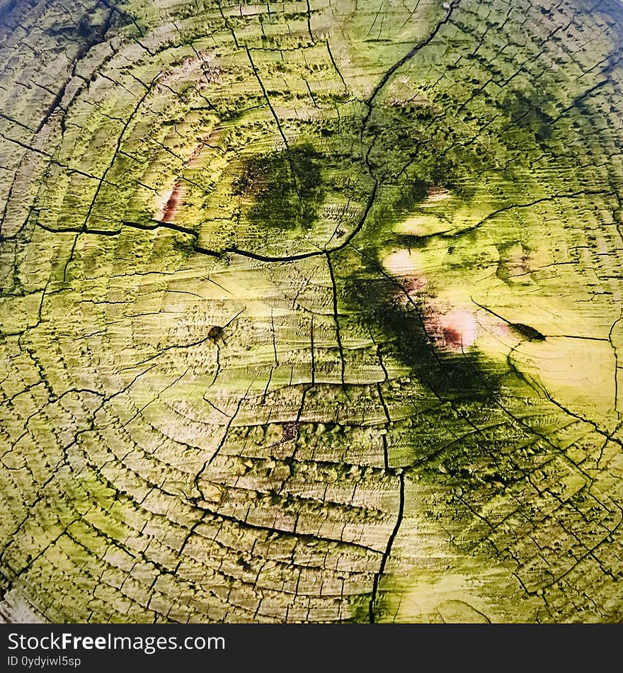 Cracked tree rings with moss details. close up view. fill the frame composition.