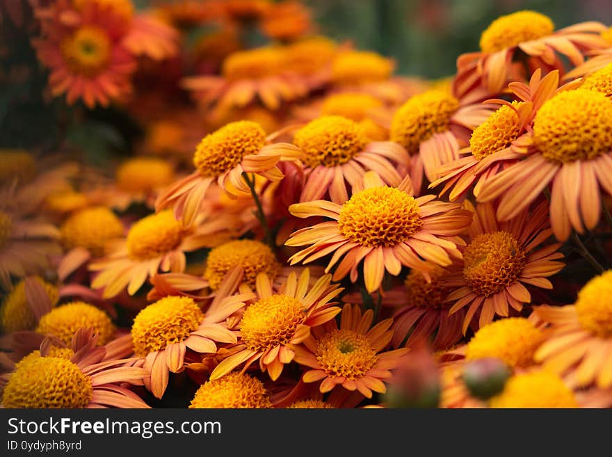 Orange chrysanthemums close-up in the garden. Beautiful autumn flower background