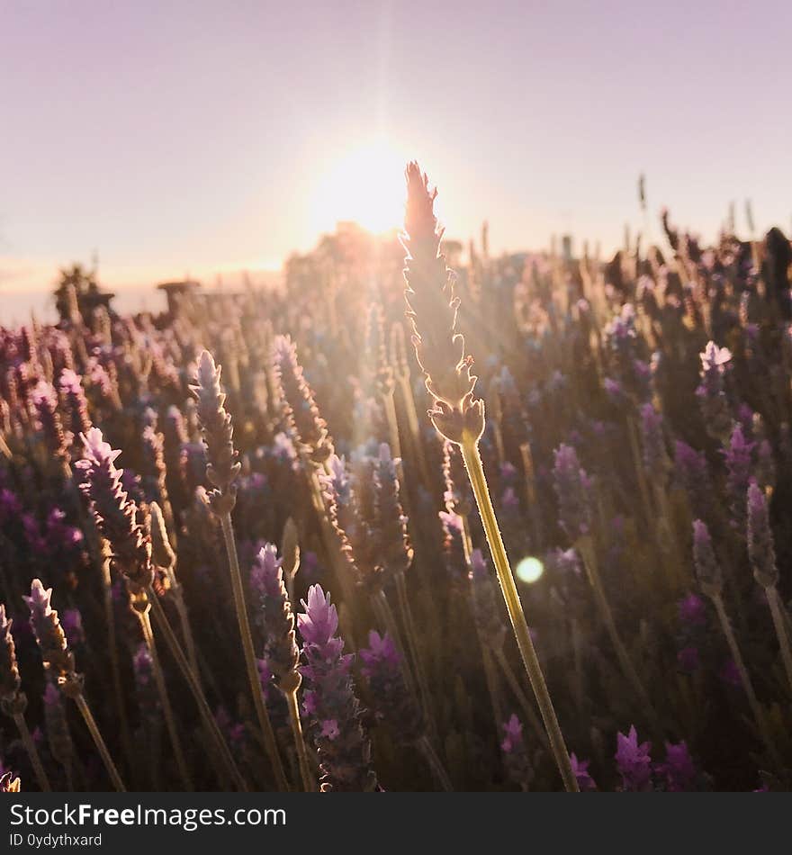 Beautiful Purple lavender fields with morning sun ray.