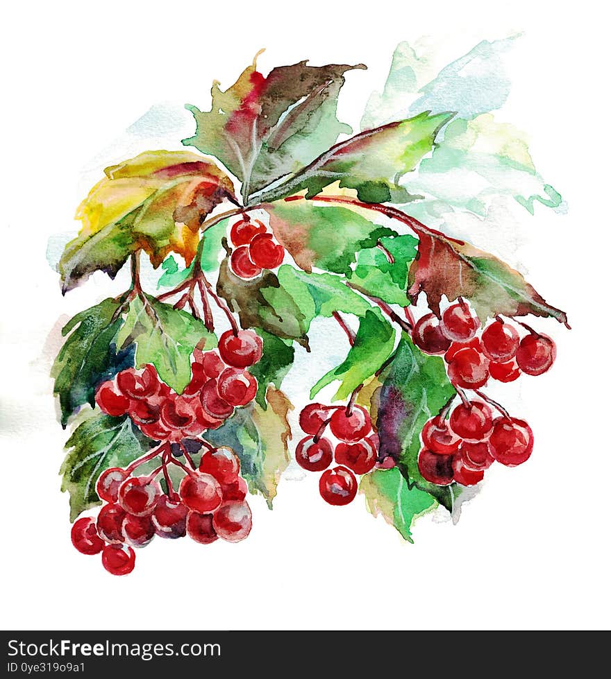 Watercolor branch leaves with red berry on white background. Illustration viburnum for decor. Watercolor branch leaves with red berry on white background. Illustration viburnum for decor.