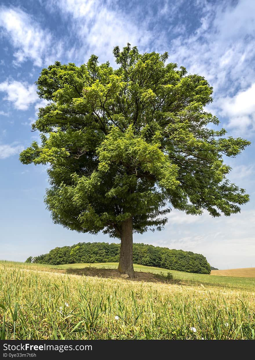 Black locust tree standing alone on a field. Black locust tree standing alone on a field