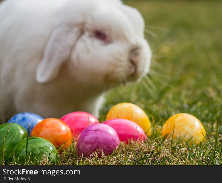 White Rabbit With Easter Eggs