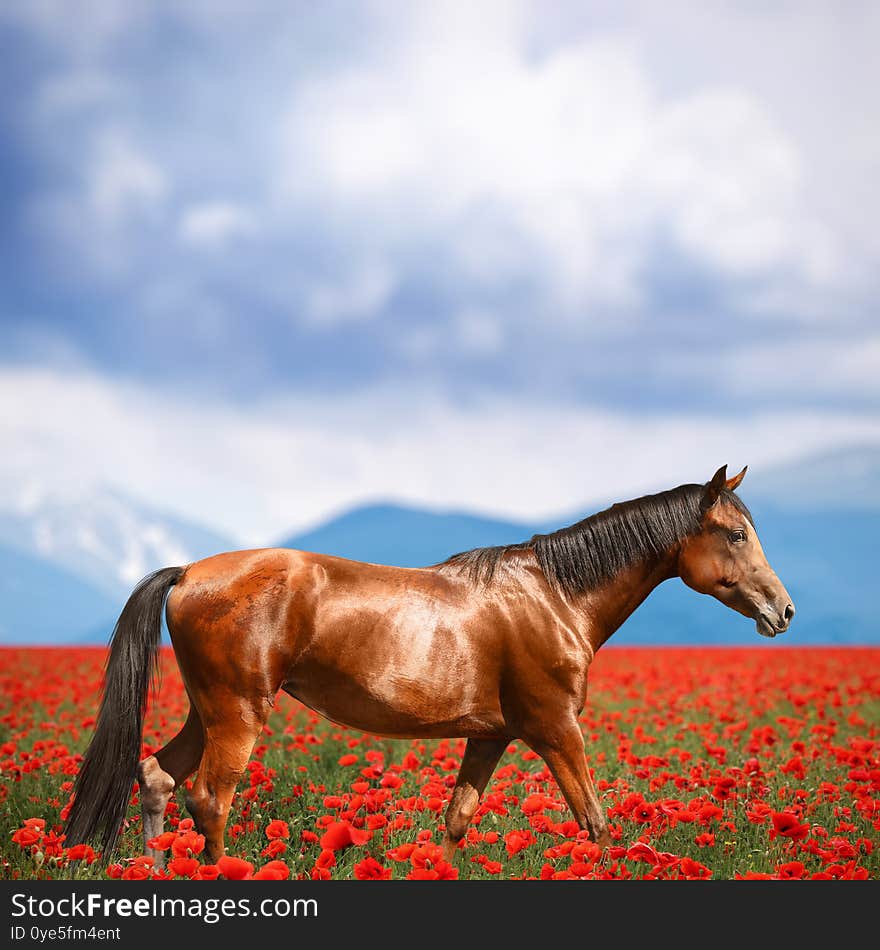 Horse walking in poppy field near mountains under cloudy sky