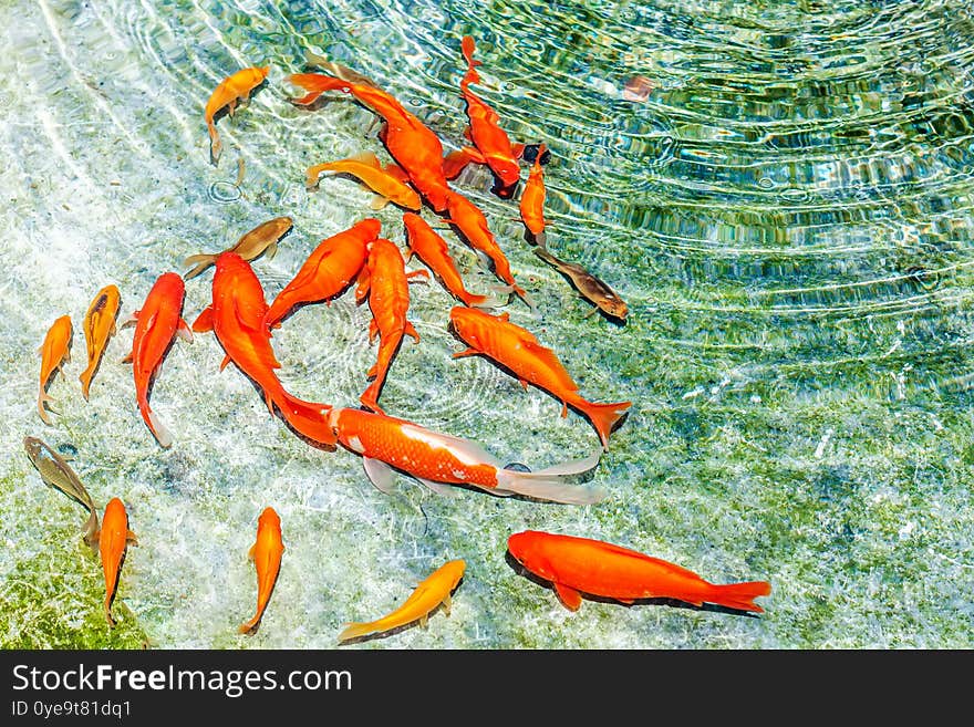 Golden Kohaku And Koi Carps Swimming In The Crystal Clear Water Of Fountain. Red Fishes Creative Wallpaper