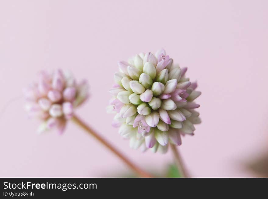 Macro photograph of a small wild flower with another blurred flower in the background. Macro photograph of a small wild flower with another blurred flower in the background