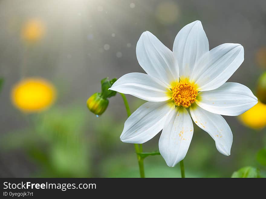 Beautiful white Cosmos flower on gray blurred background. Cosmos bipinnatus, commonly called the garden cosmos or Mexican aster