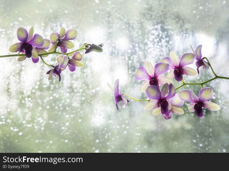 Pink orchid on a green background