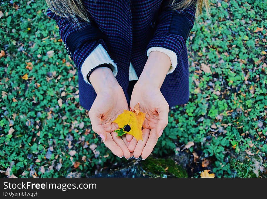 Girl holding yellow autumn tree leaf in her hands in the forest. Girl holding yellow autumn tree leaf in her hands in the forest