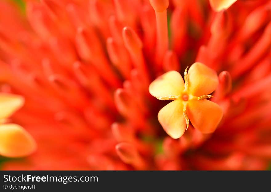 a beautiful flower with some parts in focus